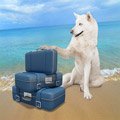 Urlaub mit Hund im Ferienhaus